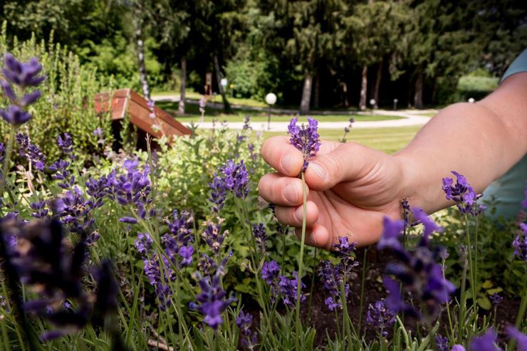 Kräuterexkursion nach Hildegard von Bingen
