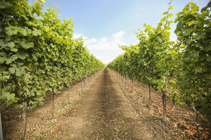 Weinverkostung mit Weingut Laurer